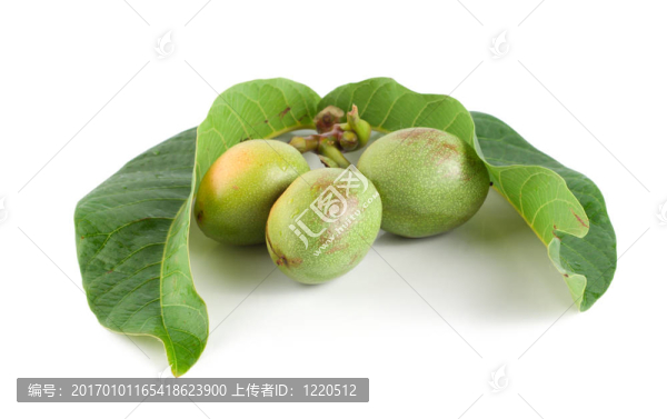 白胡桃上的成熟枝