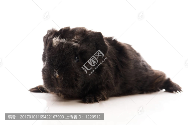 寶貝豬豬