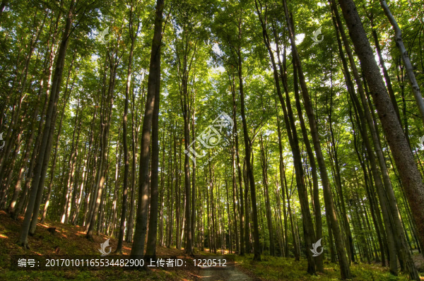 山毛櫸林