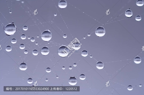 在蛛網(wǎng)滴