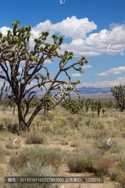 在莫哈韋沙漠的Joshua,Trees-匯圖網(wǎng) www.fosd68.com 在莫哈韋沙漠的Joshua,Trees