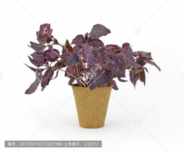 在泥炭盆羅勒植物