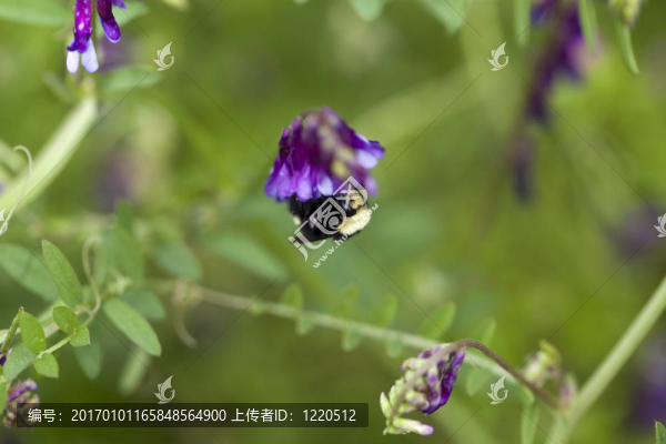 大蜜蜂在紫色的花在戶外的特寫