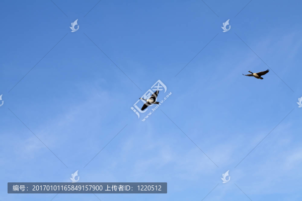 兩個(gè)加拿大雁在藍(lán)天飛翔