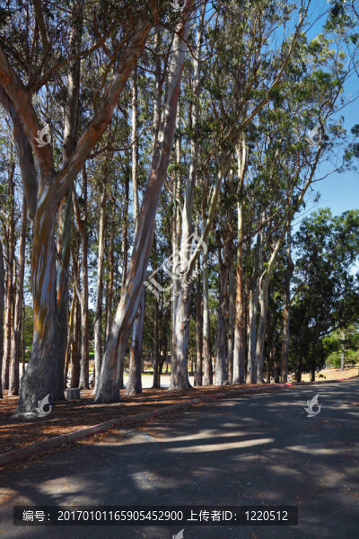 林蔭道-匯圖網(wǎng) www.fosd68.com 林蔭道