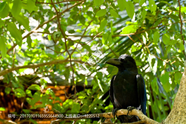 泰國烏鴉或黑鳥在樹上