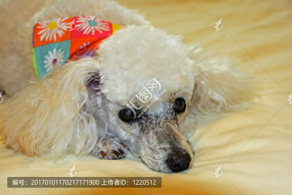 貴賓犬