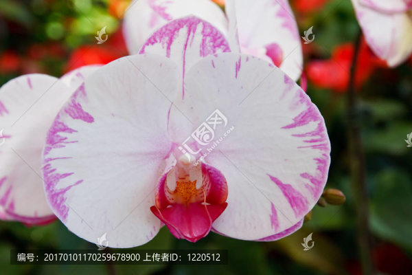 蘭花在泰國(guó)的花園