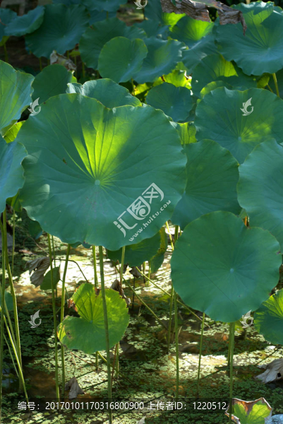 沼澤中的綠色植物