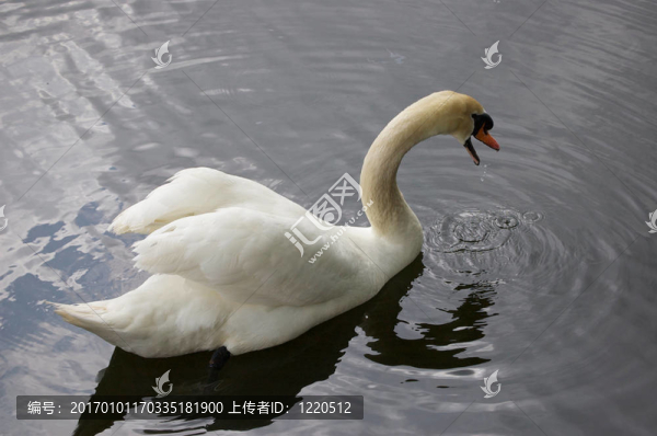 天鵝再飲1