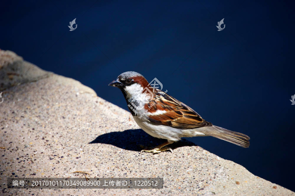 湖邊窗臺(tái)上的麻雀3