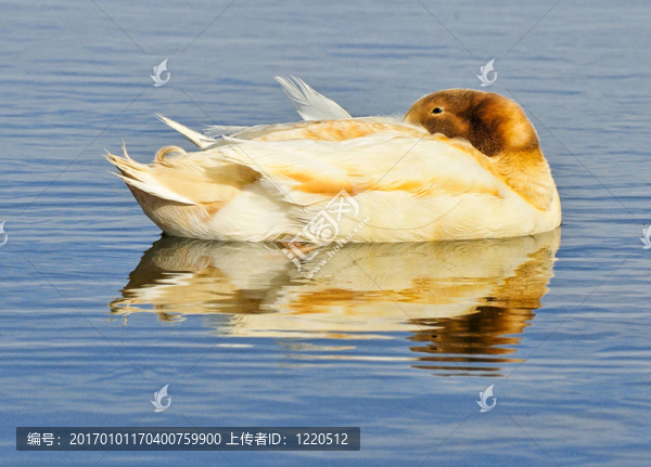 休息的鴨子