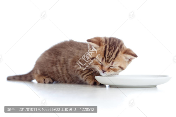 蘇格蘭小貓從碗里擠牛奶