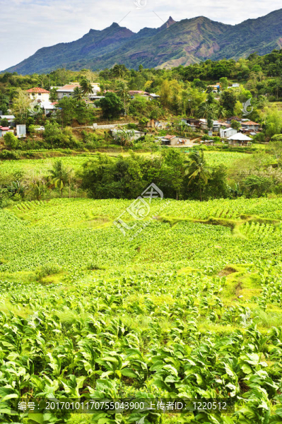 菲律賓山村
