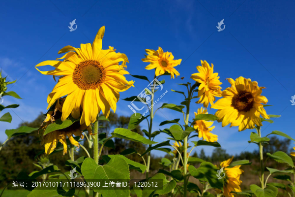 美麗的向日葵對(duì)藍(lán)天
