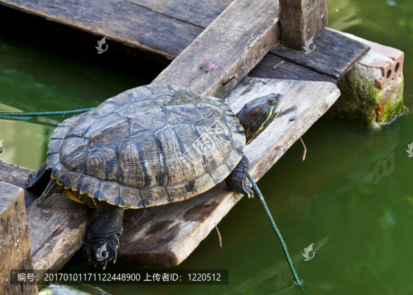 烏龜