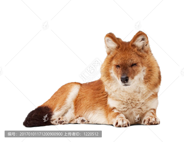 Dhole。孤立的白色