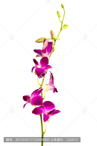 紫色的蘭花