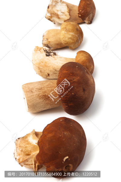 鮮蘑菇