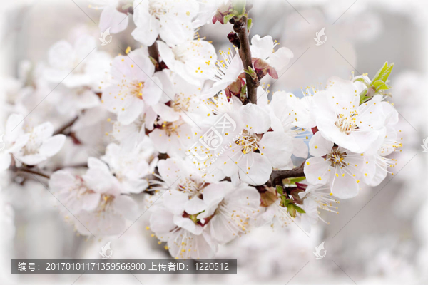 白杏花在枝上