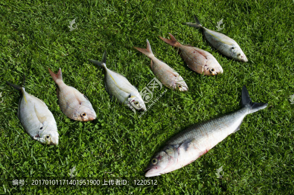 野生動物和動物