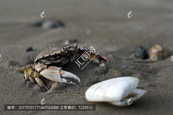 野生動(dòng)物和動(dòng)物蟹