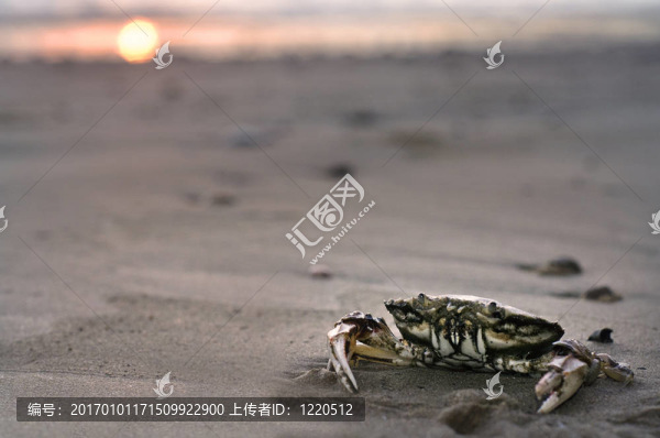 野生動物和動物蟹