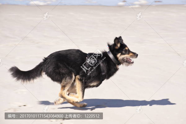 年輕的狗