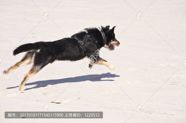年輕的狗