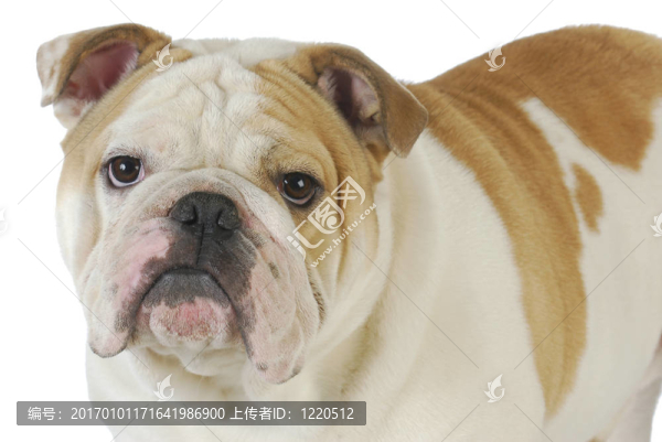 英國(guó)斗牛犬