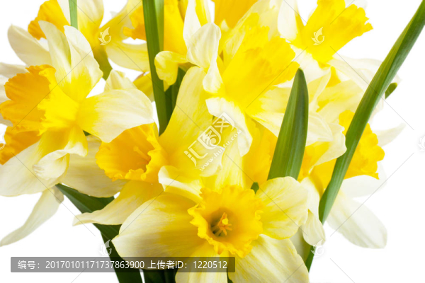 水仙花