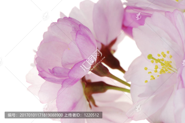櫻花