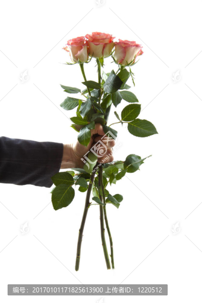 玫瑰的禮物