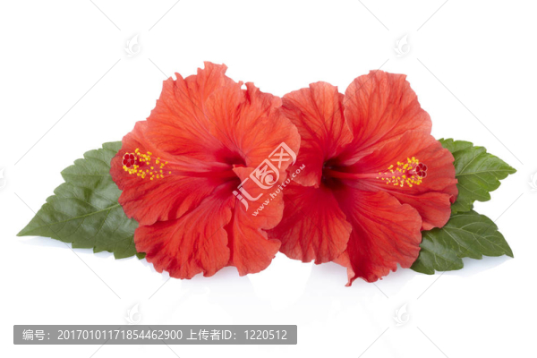 紅色的芙蓉花與葉白