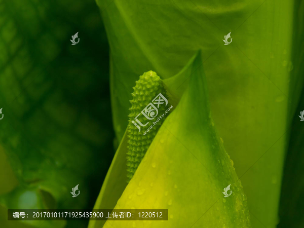 臭菘
