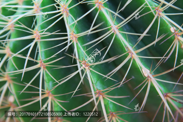 仙人掌
