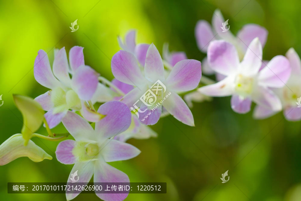 巴厘島上生長的奇異蘭花