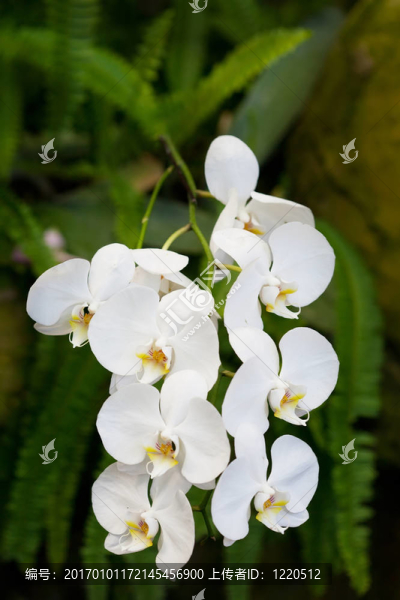 巴厘島上生長的奇異蘭花