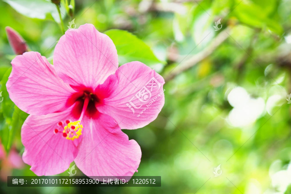 月季花大花