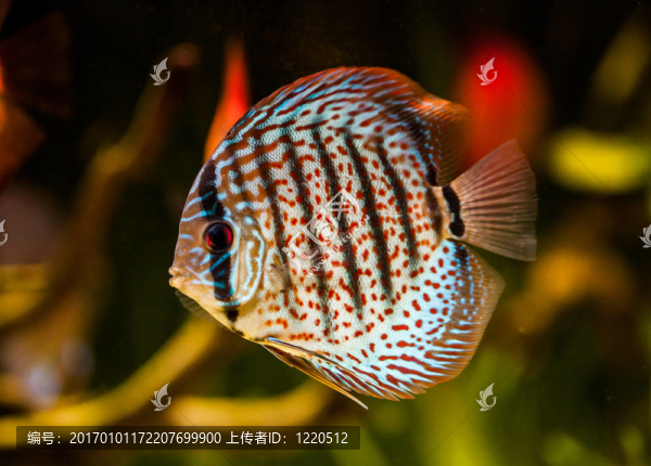 七彩神仙魚