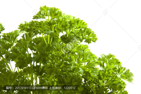 新鮮歐芹