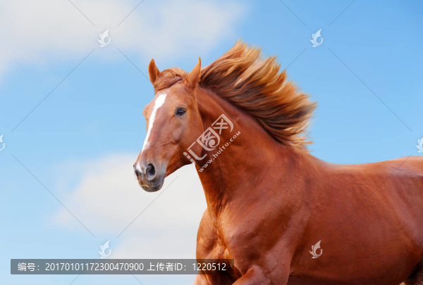 栗色的馬