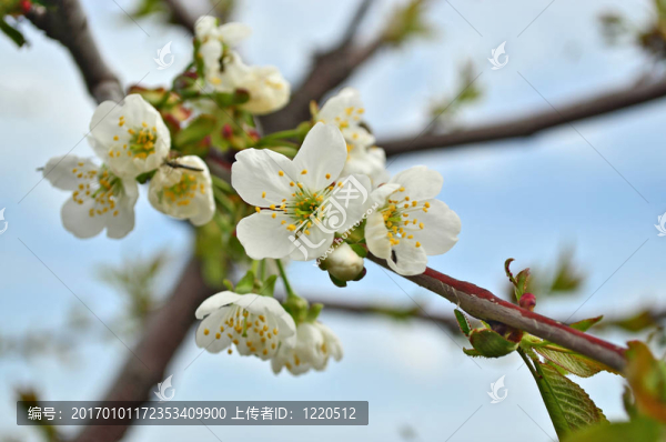 櫻花。