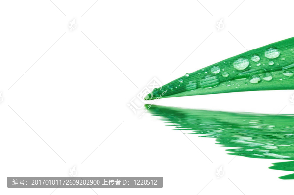 葉水