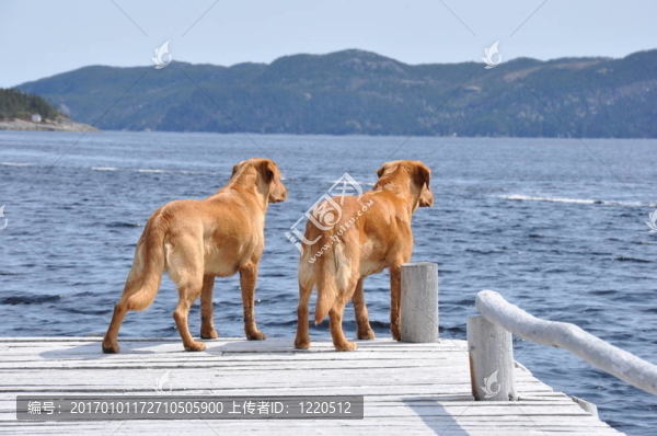 兩拉布拉多獵犬在碼頭
