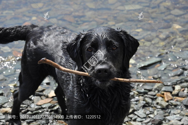 黑色的拉布拉多獵犬與堅(jiān)持