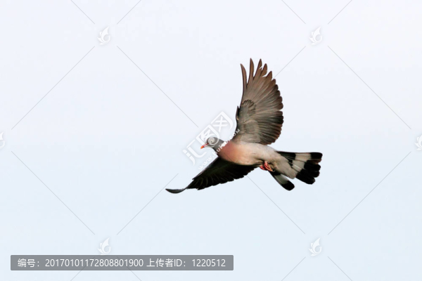 歐洲飛鴿