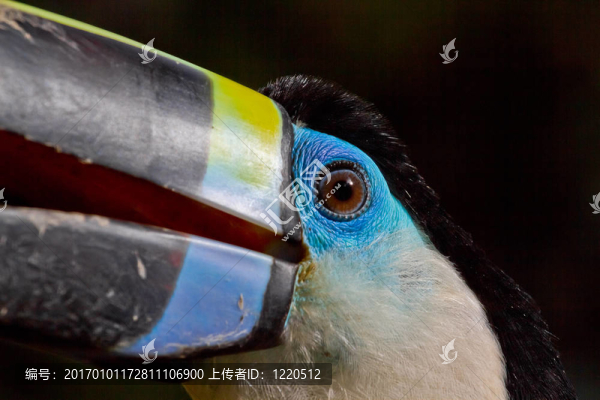 特里巨嘴鳥(niǎo)-匯圖網(wǎng) www.fosd68.com 特里巨嘴鳥(niǎo)