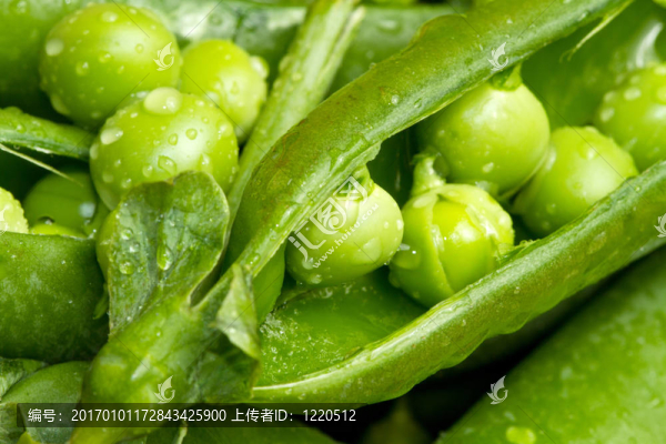 新鮮豌豆