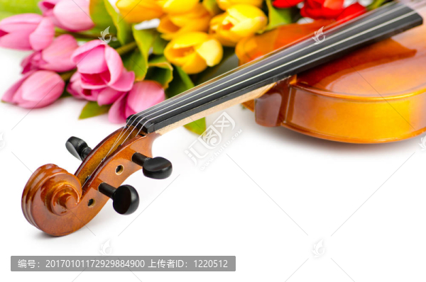 白色的小提琴和郁金香花